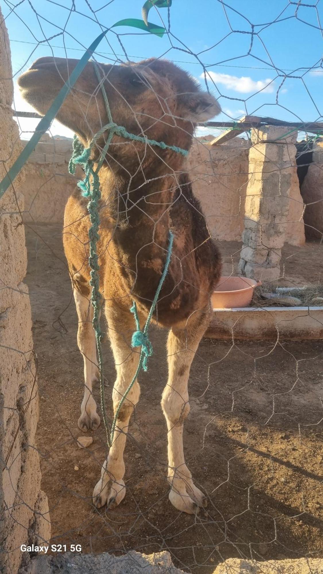 Maison D'Hote Dar Massouada Toujane Kültér fotó